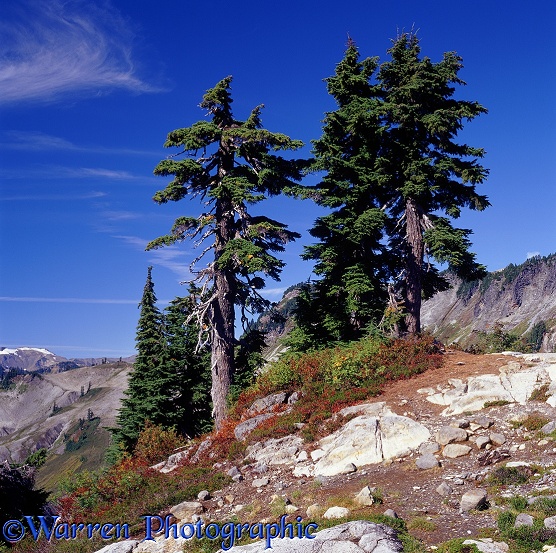 Alpine scenery with Mountain Hemlocks.  Washington State, USA