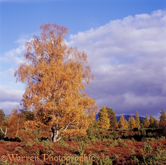Autumnal moorland scenery.  Glen More, Scotland