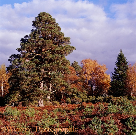 Autumnal moorland scenery.  Glen More, Scotland