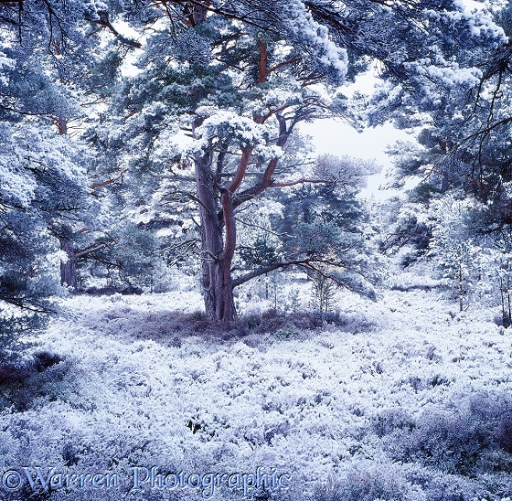 Scots Pine forest with snow.  Glen More, Scotland