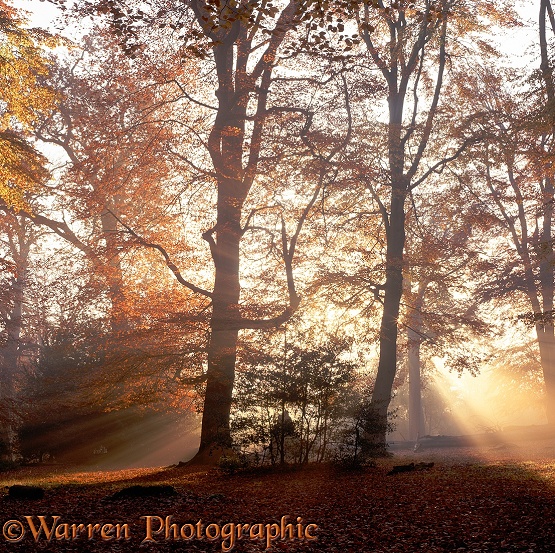 Mist and sunbeams in the New Forest 3D 1 R.  Hampshire, England