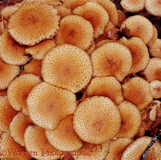 Fungus (Pholiota adiposa)
