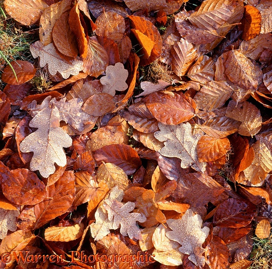 Fallen Beech (Fagus sylvatica) and Oak (Quercus robur) leaves.  New Forest, England