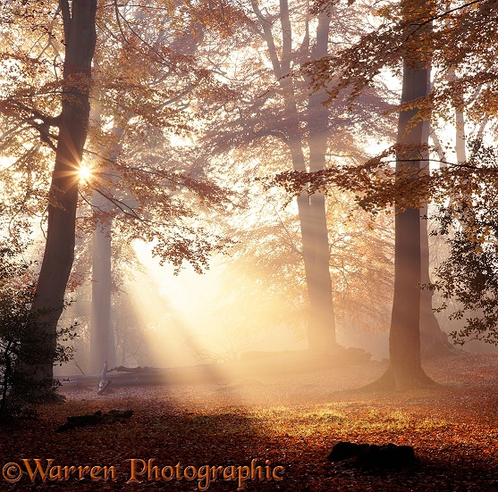 Mist and sunbeams in the New Forest.  Hampshire, England