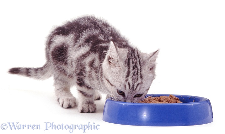 Silver tabby kitten about to eat tinned cat food from a blue bowl, white background