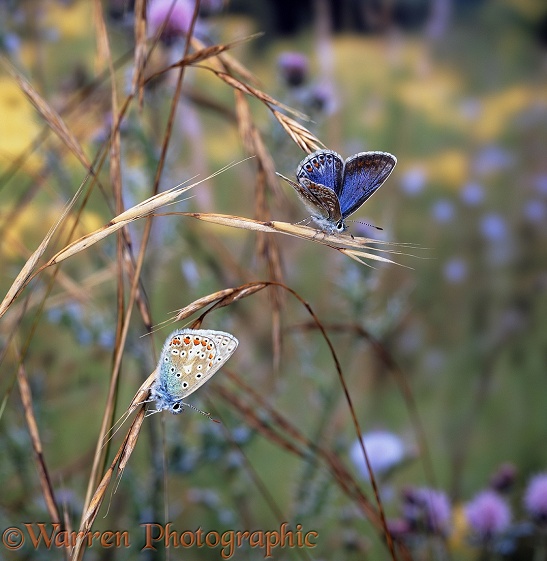 Common Blue Butterflies (Polyommatus icarus) awakening at sunrise