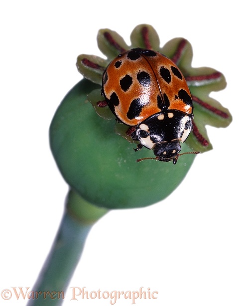 Eyed Ladybird Beetle (Anatis ocellata) on poppy seed head, white background