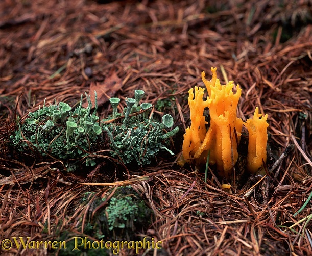 Fire Fingers Fungus (Calocera viscosa) growing next to lichen cups.  Europe including Britain