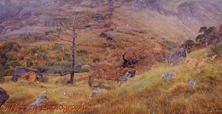 Autumnal highland scenery.  Glen Nevis, Scotland