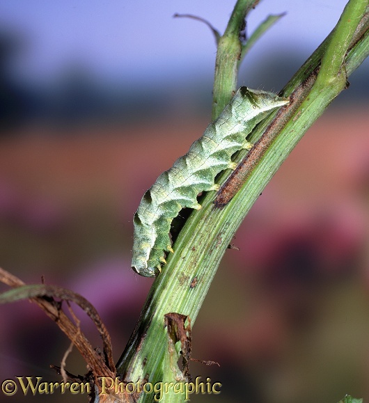 Dot Moth (Melanchra persicariae) caterpillar.  Europe including Britain
