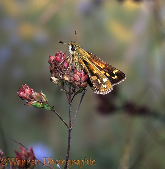 Silver-Spotted Skipper (Epargyreus clarus) basking on Marjoram at sunrise