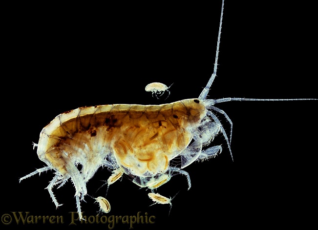 Freshwater Shrimp (Gammarus pulex) female with young emerging from pouch
