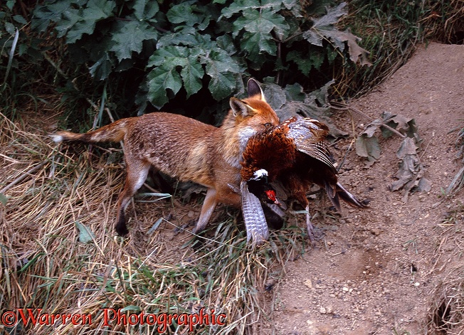 Red Fox (Vulpes vulpes) carrying cock pheasant to its den.  Europe, Asia and N. America