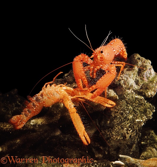 Pacific Lobster (Enoplometopus occidentalis) with its slough