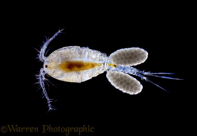 Freshwater copepod (Cyclops) female with eggs