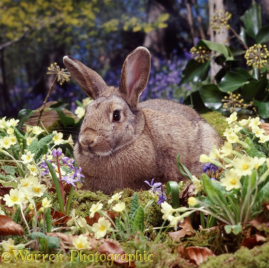 Agouti rabbit in woodland scene with Primroses