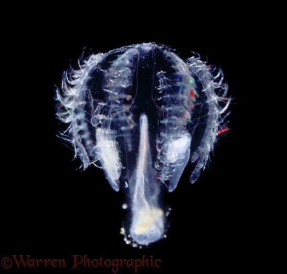 Sea Gooseberry or Comb Jelly (Ctenophora) showing diffraction colours on combs