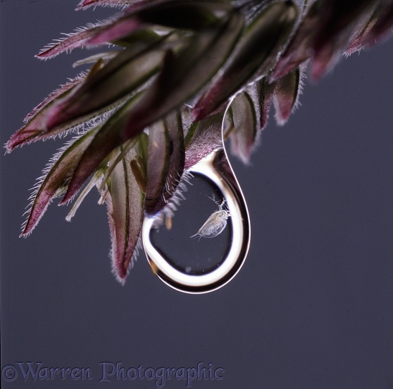 Water Flea (Daphnia) in a water drop held by a grass head