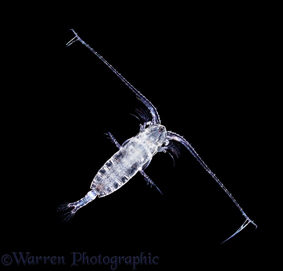 Marine planktonic copepod (Calanus).  Atlantic Ocean