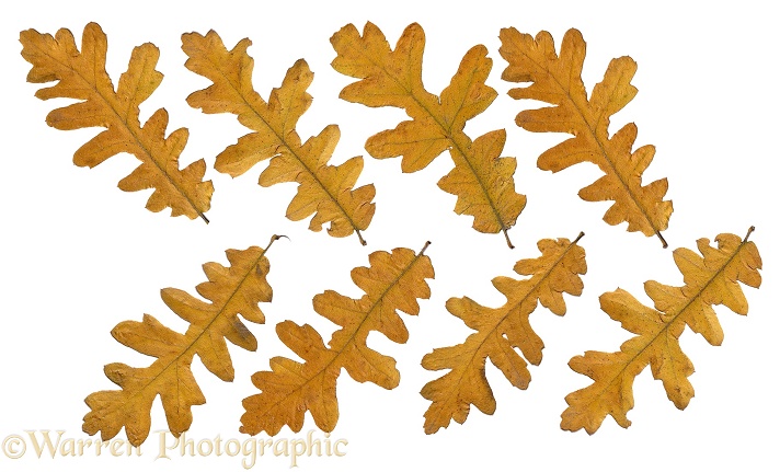 Autumnal oak leaves, white background