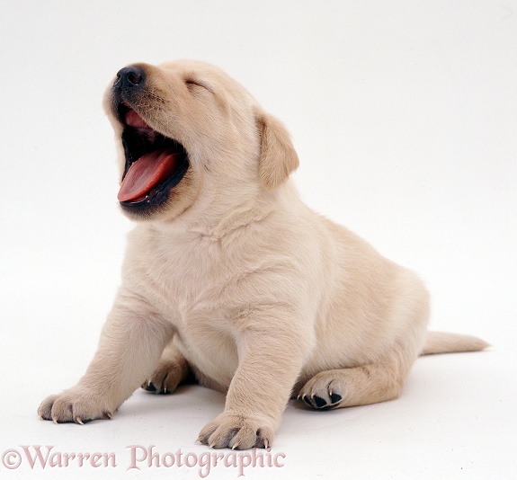 Retriever puppy yawning, white background