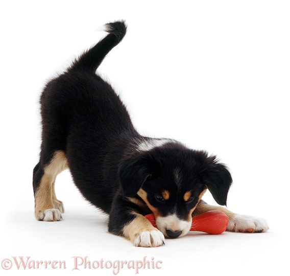Tricolour Border Collie Sky pup play-bowing with red rubber bone. 7 weeks old, white background