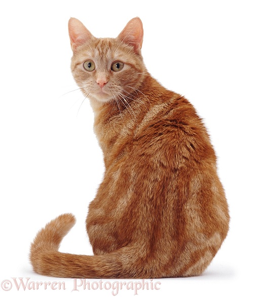 Ginger cat sitting looking round over shoulder, white background