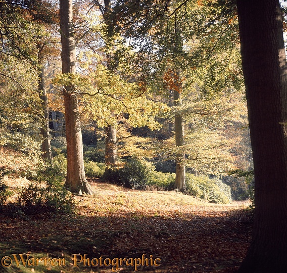 Weston Wood - 4 seasons - Autumn