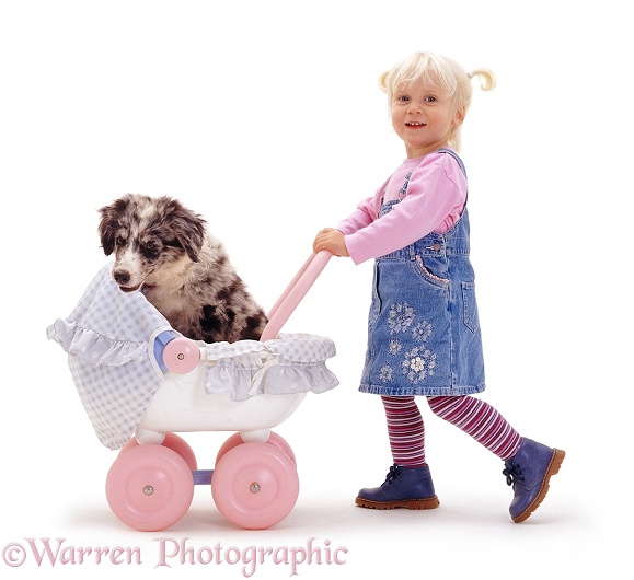Siena pushing blue merle Border Collie pup Ash in a pink pram, white background