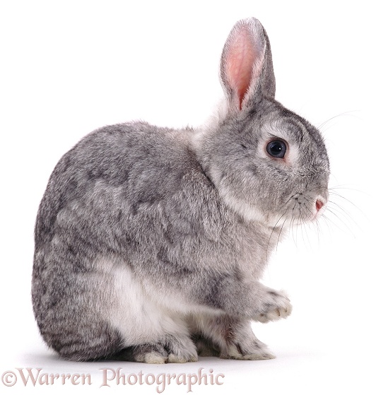 Silver Fox buck rabbit flicking a front paw as he prepares for a grooming session, white background