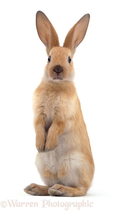 Young Sooty Fawn Rabbit standing up, white background