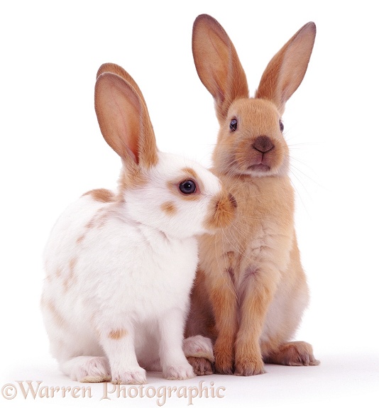 Young sooty fawn and sooty fawn-and-white rabbits, white background