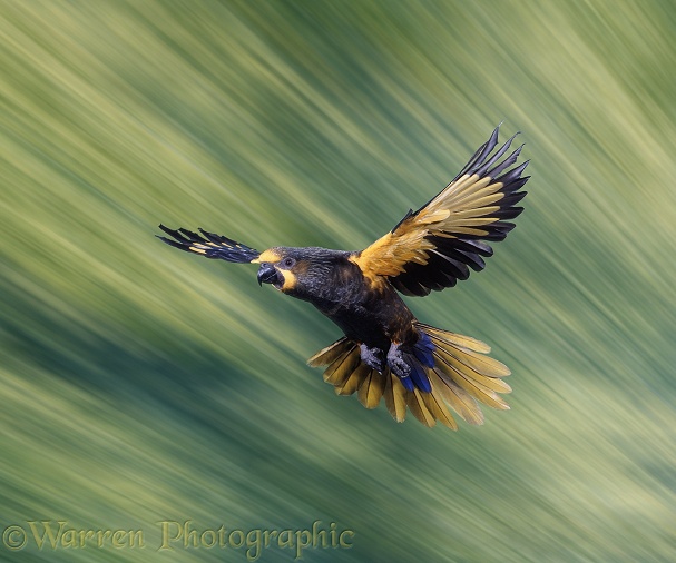 Duyvenbode's Lory (Chalcopsitta duivenbodei) taking off.  New Guinea