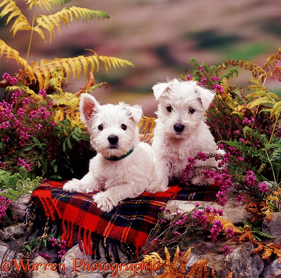 Two West Highland White Terrier pups, 7 weeks old, on Maclean dress tartan rug, among heather and bracken