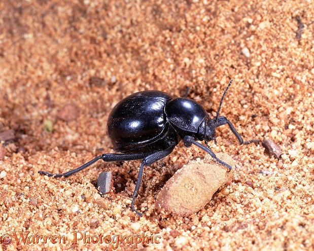 Striped Toktokkie Beetle (Psammodes striatus)