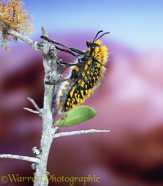 Brush Jewel beetle (Julodis species), Cape Province.  South Africa