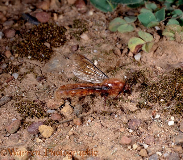Red Driver Ant (Dorylus helvolus) winged male.  South Africa