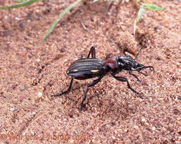Ten-spotted Ground Beetle (Thermophilum decemguttatum).  South Africa