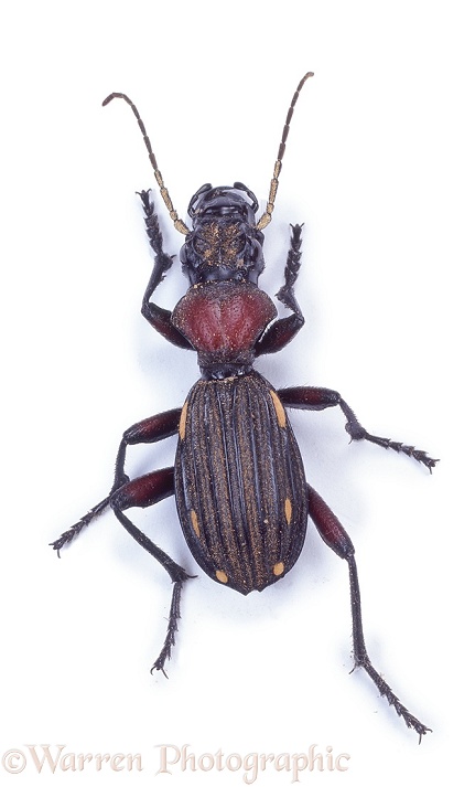 Ten-spotted Ground Beetle (Thermophilum decemguttatum).  South Africa, white background