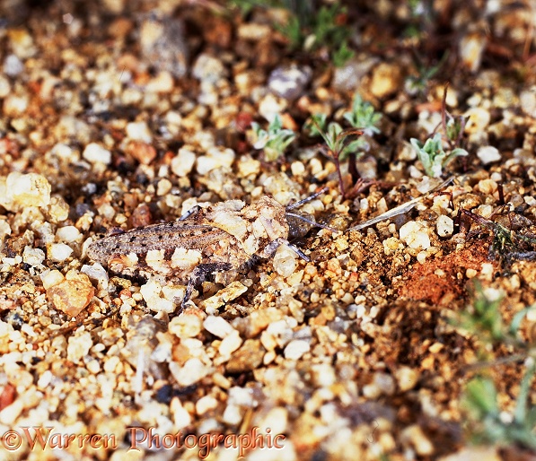 Grasshopper (unidentified) camouflaged.  South Africa