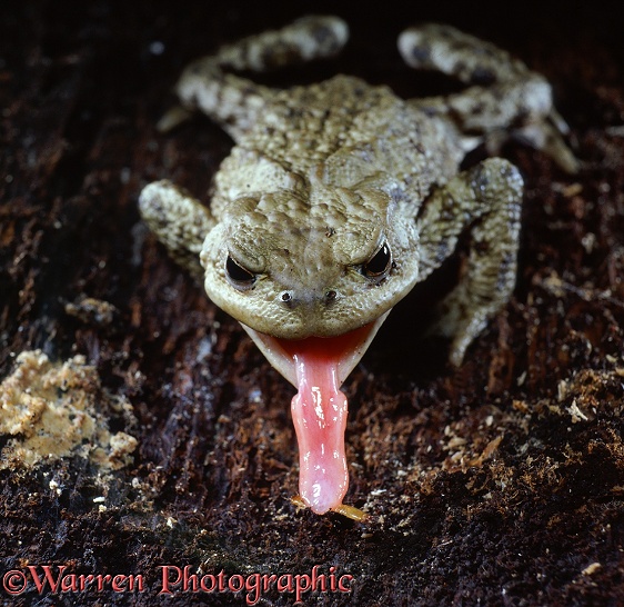 Common Toad (Bufo bufo) taking a beetle larva with its tongue