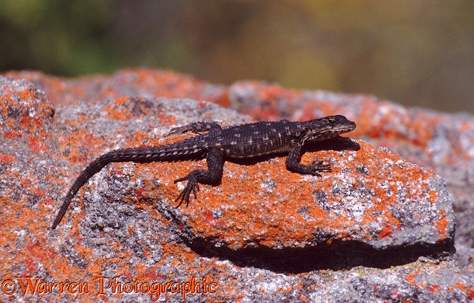 Girdled Lizard (Cordylus species).  South Africa