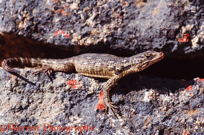 Girdled Lizard (Cordylus species).  South Africa