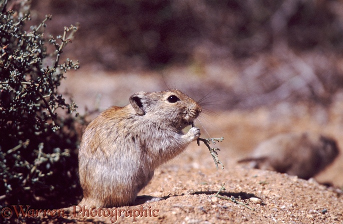 Whistling Rat (Parotomys brantsii) outside its burrow feeding on succulent.  Springbok, South Africa