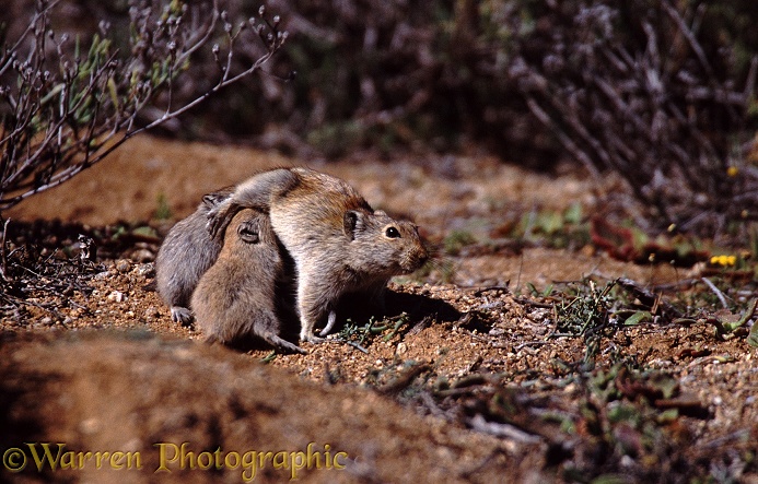 Whistling Rat (Parotomys brantsii) female suckling young outside its burrow.  Springbok, South Africa