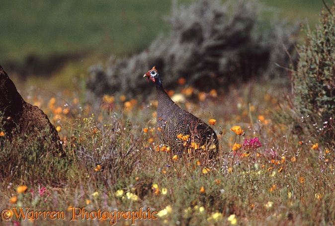 Helmeted Guineafowl (Numida meleagris) cock amongst spring flowers.  South Africa