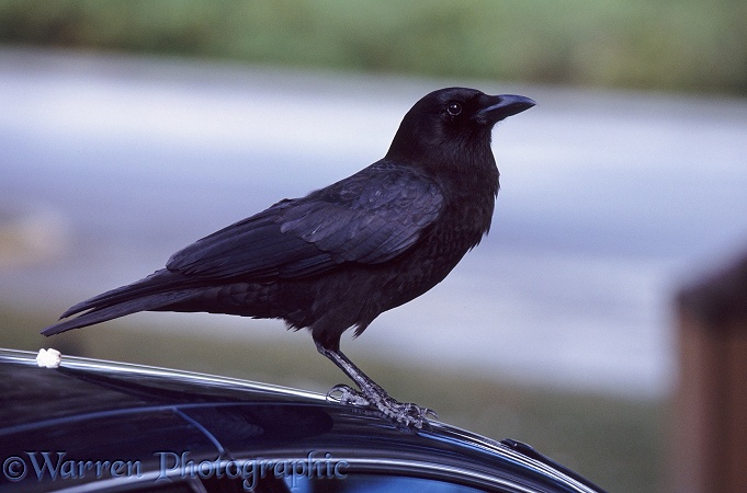 Fish Crow (Corvus ossifragus) perched on roof of a car.  North America
