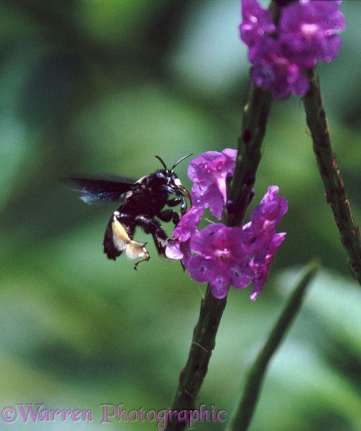 Carpenter bee.  Trinidad