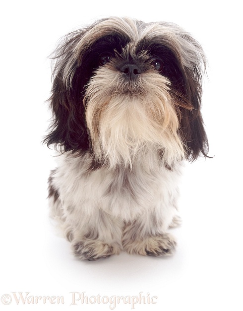 Shih-Tzu bitch Pippin looking up, white background