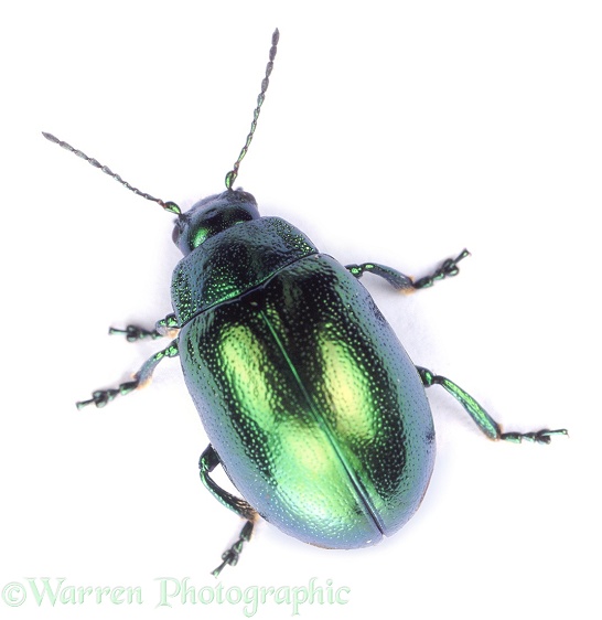 Mint Beetle (Chrysolina menthastri), white background